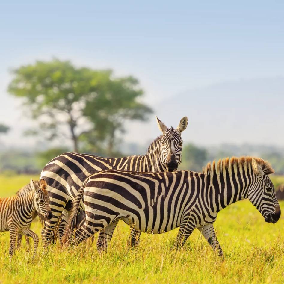 gennext-zebra